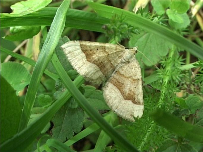 Braunbinden-Wellenstriemenspanner ( Scotopteryx chenopodiata ) : Nettersheim/Urfttal, Eifel, 19.08.2006